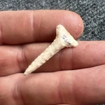 Indian Arrowhead Micro Tee Drill Well Made Piece. Central Il. X- D. Smith Q1264. Fixed Price $35.00.